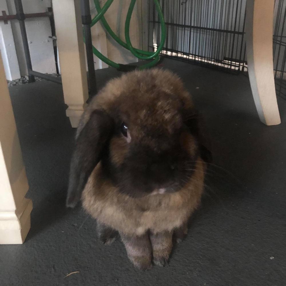 Meet your Posher, Kaliko